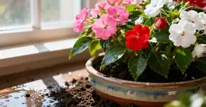 Esqueça os gerânios e as petúnias: Esta planta floresce o ano todo, 365 dias por ano