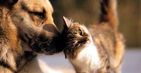 Gatos preferem ser acariciados na cabeça, diz estudo