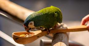 Foto: (Divulgação)