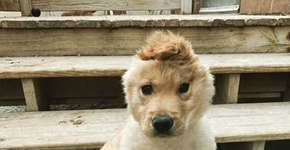 Cachorrinha com uma orelha só vira sensação na internet