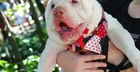 Foto: (Foto: Divulgação.)