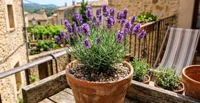 Como cultivar lavanda em vasos: dicas para desfrutar de seu aroma e beleza em casa