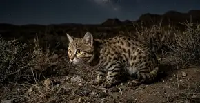 O gato-de-patas-pretas: Eis o quão fofo é o “gato mais mortal do mundo”