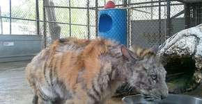 Tigre subnutrido é resgatado e tem recuperação impressionante