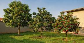 Foto: (Imagem sem texto alternativo disponivel ID [2748593])