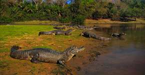 Foto: (ndrej Prosicky/iStock)