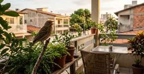 O que significa, do ponto de vista biológico, o canto dos pássaros em sua casa ou jardim?
