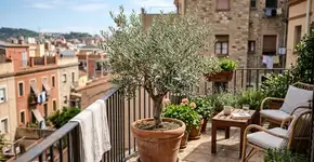 Como cultivar uma oliveira no seu jardim ou varanda (e o que fazer para obter azeitonas deliciosas)