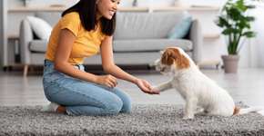 Treino para cão adulto ou idoso: veja os benefícios para a saúde do pet