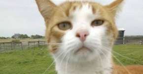 Veterinária mata gato com flecha e tem licença suspensa