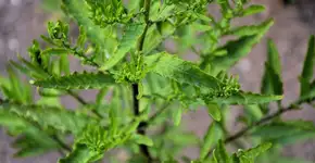 Foto: (Imagem sem texto alternativo disponivel ID [2695539])