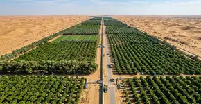 A Arábia Saudita está transformando as águas residuais em um corredor verde em constante expansão no meio do deserto