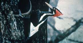 Sete animais que foram levados pelo homem à extinção e você não sabia