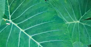 Conheça os benefícios desta planta no combate à anemia