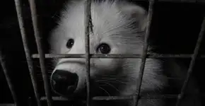 Conheça seis fatos chocantes sobre a indústria de pele animal