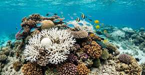 Um estudo realizado entre 1993 e 2021 com 33.000 populações de peixes levanta um alerta muito sério: para cada 0,1°C de aquecimento oceânico por década, a vida marinha cai 7,2%, e os cientistas já falam de uma perda “surpreendente e profundamente preocupante”