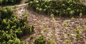 Na Tailândia, aviões ‘bombardeiam’ sementes e recuperam florestas