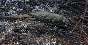 Pantanal: queimadas colocam em risco animais ameaçados de extinção