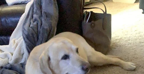 Cachorro idoso cuida e consola gata abandonada