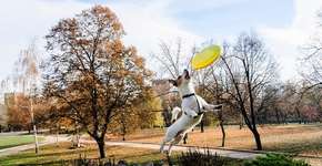 Legado olímpico: 3 esportes para praticar junto com o seu cão