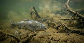 Um pesticida que está em uso há décadas pode estar fazendo peixes selvagens envelhecerem de dentro para fora, mesmo em doses tão baixas que não matam os peixes imediatamente