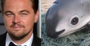 Leonardo DiCaprio e governo do México lutam para salvar vaquitas