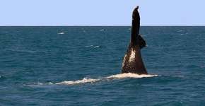 Observação de baleias é atração no sul da Bahia