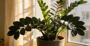 Foto: (Imagem sem texto alternativo disponivel ID [2729122])