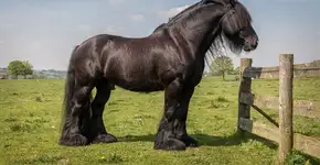 Foto: (Imagem sem texto alternativo disponivel ID [2717922])