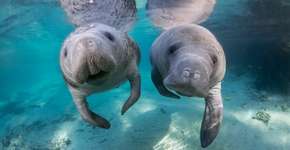 Foto: (Divulgação/VisitFlorida)