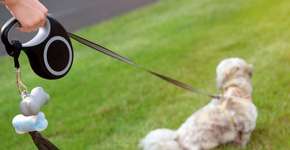 Recolher o cocô do seu cão da rua é mais importante do que parece