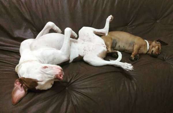 Veja alguns dos cães e gatos que já estão participando do #MostreABarriguinha!