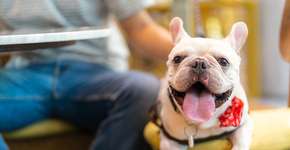 Foto: (CandyRetriever/iStock)