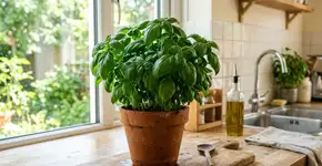 Como fazer a poda do pé de manjericão para a planta durar mais tempo e não secar depois que dá flor