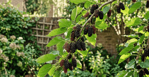 Foto: (Imagem sem texto alternativo disponivel ID [2760079])