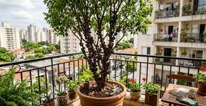 A árvore que melhor se adapta ao vaso: a opção elegante para terraços pequenos