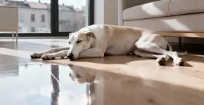 O whippet virou o cão mais desejado entre as mulheres das cidades em 2025