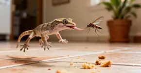 O motivo de aparecer tantas lagartixas na sua casa pode te assustar