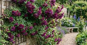 Nem jasmim nem trepadeiras comuns: a planta trepadeira que floresce o ano todo e precisa de muito poucos cuidados.