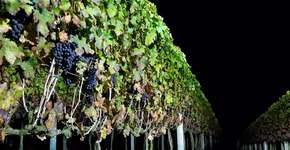 Colheita de uva ao luar é experiência única em São Roque