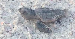 Foto: (Imagem sem texto alternativo disponivel ID [1869246])