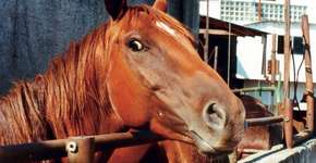 Foto: (Imagem sem texto alternativo disponivel ID [800146])