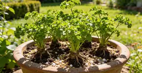 Foto: (Imagem sem texto alternativo disponivel ID [2730646])