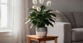 Foto: (Imagem sem texto alternativo disponivel ID [2690546])