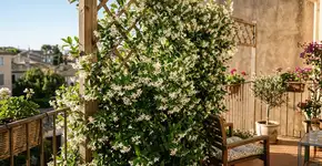 Transforme a sua varanda durante todo o verão. É densa, tem um cheiro maravilhoso e não perde as folhas