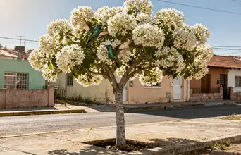 Featured large news: A árvore perfeita para a sua calçada, muito resistente e com flores exuberantes que atraem beija-flores
