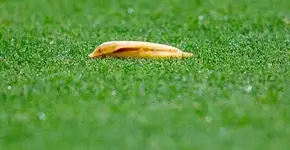 Confira iniciativas contra o preconceito no futebol