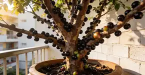 Foto: (Imagem sem texto alternativo disponivel ID [2681050])