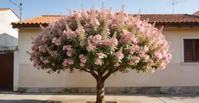 Foto: (Imagem sem texto alternativo disponivel ID [2727316])