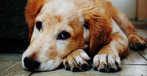 O que significa quando seu cachorro te lambe toda hora?